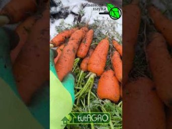 НЕ ГНИЁТ и НЕ ВЯНЕТ: идеальное хранение моркови.