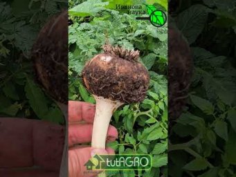 ДАЖЕ В ДОЖДЬ: Лук и Чеснок хранятся до нового урожая. Покажу, что надо сделать.