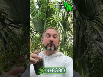 Идеальная схема посадки огурцов: сколько кустов оставить на 1 метр. 