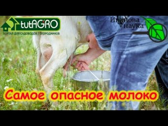 САМОЕ ОПАСНОЕ В МИРЕ МОЛОКО!