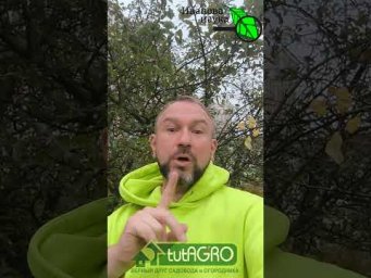 НЕ ХВАТАЙТЕСЬ ЗА КУПОРОС! Сперва посмотрите это видео об обработке сада осенью и весной.