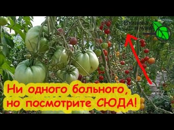 Я В ШОКЕ! Что я обнаружил на своих томатах! Мои томаты без болезней, но...
