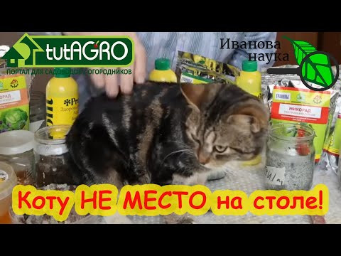 ЧИСТЫЙ ДОМ ВСЕГДА: моё 1 ГЛАВНОЕ правило успеха. Почему у меня всегда все растет и получается?