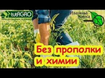 Как ЛЕГКО ИЗБАВИТЬСЯ ОТ СОРНЯКОВ НАВСЕГДА. Сныть, вьюнок, крапива, мокрица, портулак и пырей уйдут.