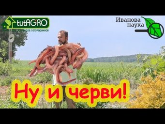 ВОТ КАКОЙ ВРЕД ПРИНОСЯТ ДОЖДЕВЫЕ ЧЕРВИ В САДУ и ОГОРОДЕ. Надо избавляться от дождевых червей?