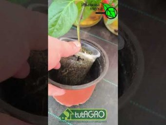 СРОЧНО сделайте это, если рассада переросла! Спасаем урожай. Переросшая рассада: результат поразит!