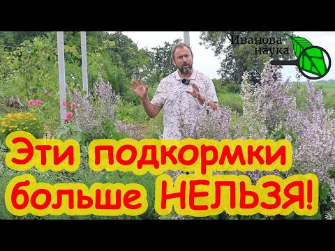 ЭТИ ПОДКОРМКИ ПОРА ПРЕКРАТИТЬ! Опасность летних подкормок. Это удобрение летом уже нельзя! ЭТИ ПОДКОРМКИ ПОРА ПРЕКРАТИТЬ! Опасность летних подкормок. Это удобрение летом уже нельзя!