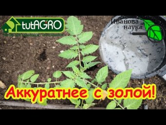 НИКОГДА НЕ КОРМИТЕ ЗОЛОЙ ТОМАТЫ, если не знаете этот способ! Подкормка золой всех растений.