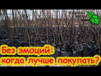 КОГДА ЛУЧШЕ ПОКУПАТЬ САЖЕНЦЫ ДЛЯ ЗАКЛАДКИ САДА: ВЕСНОЙ или ОСЕНЬЮ?