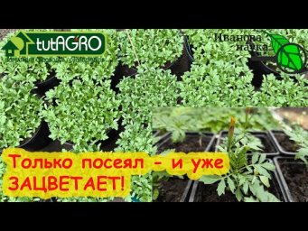 БАРХАТЦЫ ОТ А до Я. Рассада тагетеса - это проще простого. Даже без пикировки и подсветки - ЗОЛОТО!