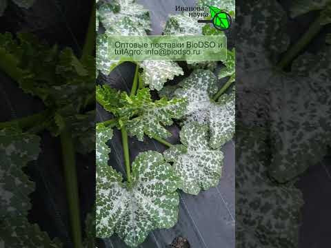 Копеечная подкормка для КАБАЧКА и АРБУЗА: урожая хватит на всю деревню! Пятна на листьях кабачка. Копеечная подкормка для КАБАЧКА и АРБУЗА: урожая хватит на всю деревню! Пятна на листьях кабачка.