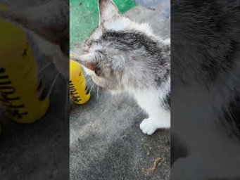 Чего хочет кот? #иванованаука #котики