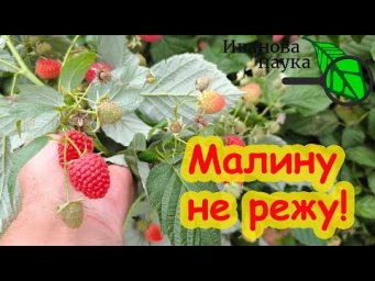 НЕ РЕЖЬТЕ МАЛИНУ! Сперва посмотрите это видео. Я малину НЕ ВЫРЕЗАЮ!  И вот почему. Обрезка малины.