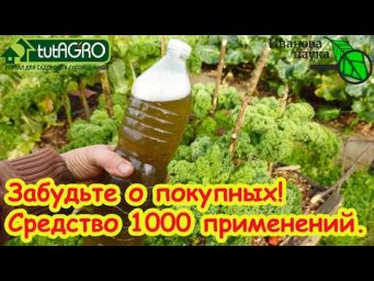 Выжигает ФИТОФТОРУ за 1 час, белокрылку - за 1 день! Супер средство для огорода и сада КЛОНОСТАХИС.
