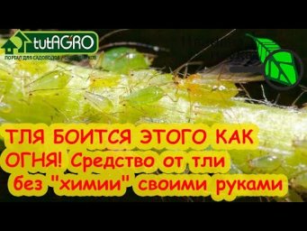 ОТ ТЛЕЙ, ГУСЕНИЦ, ПРОВОЛОЧНИКА и МЕДВЕДКИ - МЕТАРИЗИН СВОИМИ РУКАМИ. Наращивание Метаризиума дома.