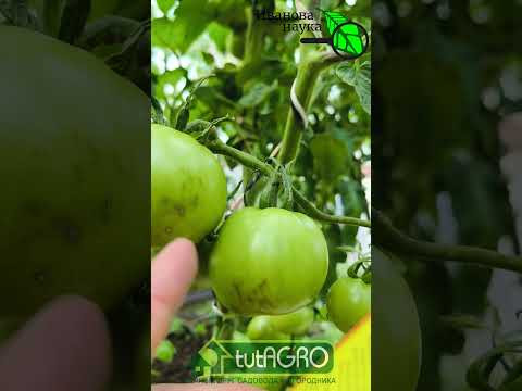 УБИЛ ФИТОФТОРУ НА ПОМИДОРАХ ОДНОЙ ЛОЖКОЙ СОДЫ! СЕКРЕТНЫЙ РЕЦЕПТ! Как и когда давать соду томатам.