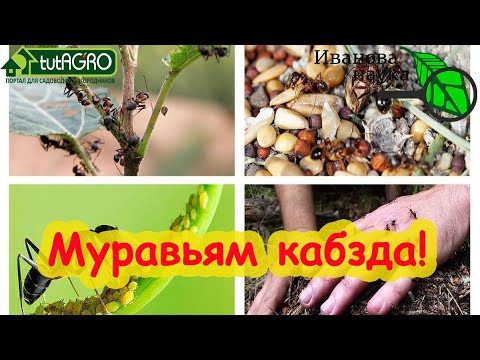 ЭТО СРЕДСТВО ВЫЖИГАЕТ МУРАВЬЕВ: ИЗ ТЕПЛИЦЫ УБЕГАЮТ СЛОМЯ ГОЛОВУ, С ДЕРЕВЬЕМ СЛЕТАЮТ ВНИЗ!