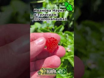 КЛУБНИКА ИЗ СЕМЯН: момент истины. Что выросло из семян клубники.