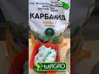 НЕ СМЕШИВАЙТЕ КУПОРОС и МОЧЕВИНУ! Как подготовить розы к укрытию. Искореняющая обработка с мочевиной