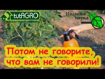 ЗА 1 РУБЛЬ ОБРАБОТАЛ УЧАСТОК 25 СОТОК и БОЛЕЗНЕЙ НЕТ, фитофторы и кладоспориоза нет, виноград чистый