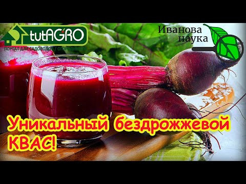 НИ АНЕМИИ, НИ КАМНЕЙ В ПОЧКАХ! Революция в вашем здоровье: свекольный квас — напиток долголетия! НИ АНЕМИИ, НИ КАМНЕЙ В ПОЧКАХ! Революция в вашем здоровье: свекольный квас — напиток долголетия!