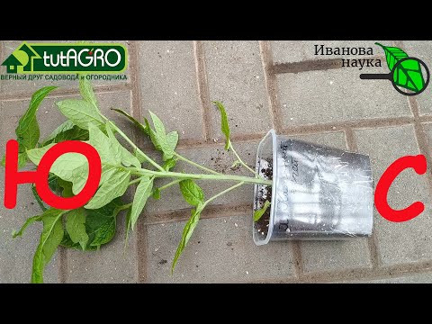 Так ОНИ ВЫРАСТУТ ВКУСНЕЕ! В какую сторону лучше сажать томаты?