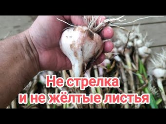 ЧЕСНОК КРИЧИТ: ПОРА КОПАТЬ! Вот что надо сделать сразу после выкопки чеснока.