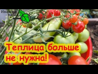 В ОГОРОДЕ ЛУЧШЕ, ЧЕМ В ТЕПЛИЦЕ. Вот это поворот: тепличные томаты лучше растить на улице?