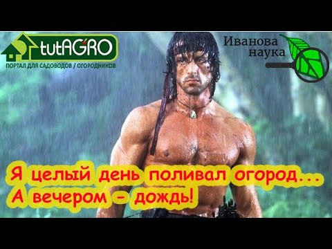 ЧЕМ ПОДКОРМИТЬ ОГОРОД, ЕСЛИ ЛЬЕТ ДОЖДЬ? Лучшее и запретное удобрения для переувлажненной почвы. ЧЕМ ПОДКОРМИТЬ ОГОРОД, ЕСЛИ ЛЬЕТ ДОЖДЬ? Лучшее и запретное удобрения для переувлажненной почвы.