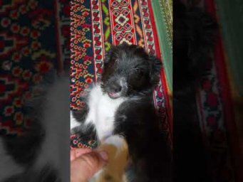 Собачья радость. Пусь рад, что я пришел с работы.
