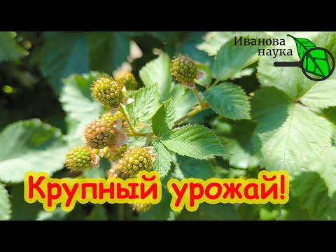 СДЕЛАЙТЕ ЭТО и МАЛИНА ЗАВАЛИТ ВАС УРОЖАЕМ! Ни одной гнилой ягоды! Ежевика ВЁДРАМИ! СДЕЛАЙТЕ ЭТО и МАЛИНА ЗАВАЛИТ ВАС УРОЖАЕМ! Ни одной гнилой ягоды! Ежевика ВЁДРАМИ!