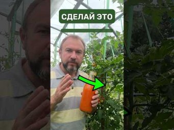Этот ОРАНЖЕВЫЙ РАСТВОР спасет томаты, 
