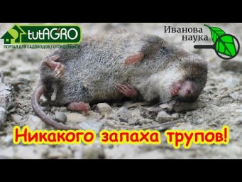 Как избавиться от запаха дохлых мышей и крыс? Устранение ЛЮБЫХ неприятных запахов. Без маскировки!