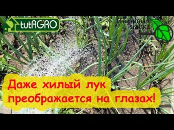 Полейте так ЛУК в июне и урожай вас ОЧЕНЬ порадует! Восстановление пера из желтого в сочный зеленый.