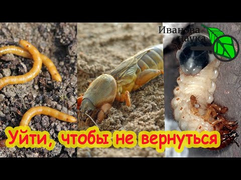 КАК ПРОГНАТЬ ПРОВОЛОЧНИКА, МЕДВЕДКУ и ХРУЩА С УЧАСТКА БЕЗ ХИМИИ: удобрения, сидераты, биометоды. КАК ПРОГНАТЬ ПРОВОЛОЧНИКА, МЕДВЕДКУ и ХРУЩА С УЧАСТКА БЕЗ ХИМИИ: удобрения, сидераты, биометоды.
