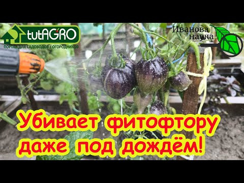 ФИТОФТОРЫ НЕТ и НЕ БУДЕТ! Доступно для ВСЕХ! Можно обрабатывать под дождем, по туману и даже по росе ФИТОФТОРЫ НЕТ и НЕ БУДЕТ! Доступно для ВСЕХ! Можно обрабатывать под дождем, по туману и даже по росе