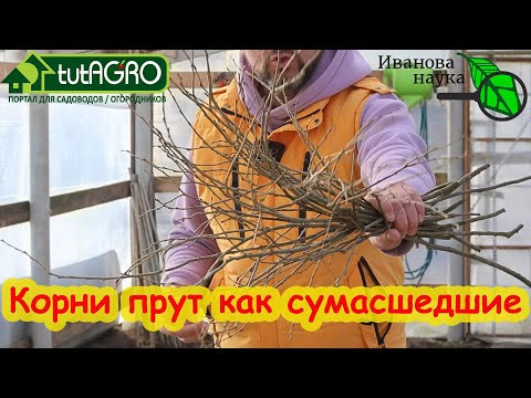КАК ВЫРАЩИВАТЬ РАССАДУ ВООБЩЕ БЕЗ УДОБРЕНИЙ. От этих домашних средств рассада не гонит ботву! КАК ВЫРАЩИВАТЬ РАССАДУ ВООБЩЕ БЕЗ УДОБРЕНИЙ. От этих домашних средств рассада не гонит ботву!