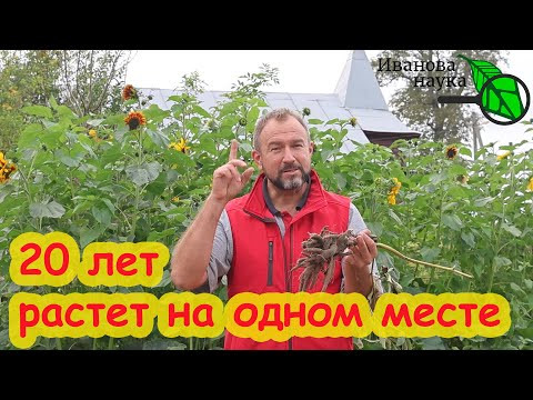 НЕ ПЕРЕСАЖИВАЙТЕ ПИОНЫ, ПОКА НЕ ПОСМОТРИТЕ ЭТО ВИДЕО! Не совершайте ошибку - пионы не будут цвести. НЕ ПЕРЕСАЖИВАЙТЕ ПИОНЫ, ПОКА НЕ ПОСМОТРИТЕ ЭТО ВИДЕО! Не совершайте ошибку - пионы не будут цвести.