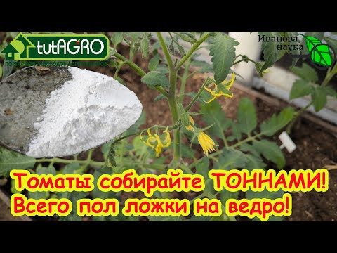 ПОДКОРМКА ТОМАТОВ ПОСЛЕ ВЫСАДКИ: моя секретная подкормка на вторую кисть. Кисти идут одна за одной. ПОДКОРМКА ТОМАТОВ ПОСЛЕ ВЫСАДКИ: моя секретная подкормка на вторую кисть. Кисти идут одна за одной.
