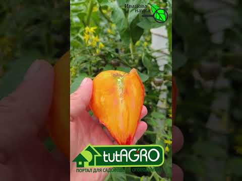 НЕХВАТКА КАЛИЯ У ТОМАТА. ВОТ ЭТО ДА! Какие вкусные томаты!!! НЕХВАТКА КАЛИЯ У ТОМАТА. ВОТ ЭТО ДА! Какие вкусные томаты!!!