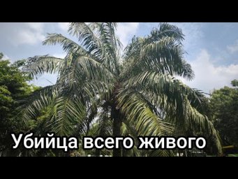 МИЛЛИОНЫ ЛЮДЕЙ умирают из-за этого растения по всей Земле. Как себя спасти?