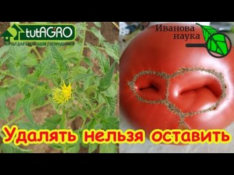 МАХРОВЫЕ ЦВЕТКИ У ТОМАТА: причины возникновения и порядок действий. Махровые цветки  корявые плоды.