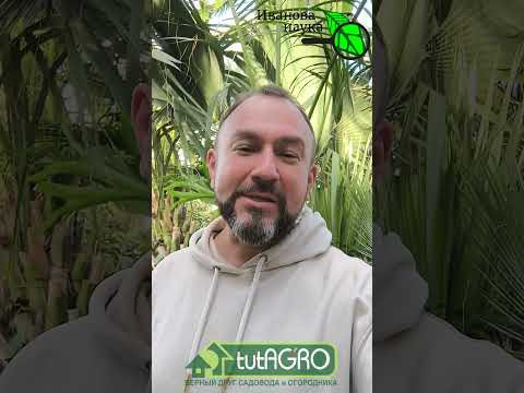 Хватит покупать!!! Делаем натуральный Эпин своими руками: суперсредство для рассады за 1 копейку. Хватит покупать!!! Делаем натуральный Эпин своими руками: суперсредство для рассады за 1 копейку.