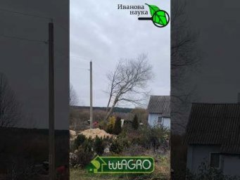 Никто не ожидал, что дерево упадет прямо на...