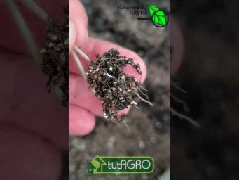 Вот почему у меня ВСЕГДА крепкая, толстая и приземистая рассада. Просто делай ТАК с самого начала.