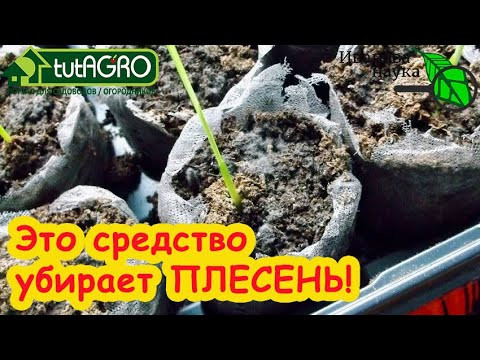 БЕЛЫЙ НАЛЕТ и ПЛЕСЕНЬ: как избавиться НАВСЕГДА. Комнатные цветы и рассада без плесени и грибков. БЕЛЫЙ НАЛЕТ и ПЛЕСЕНЬ: как избавиться НАВСЕГДА. Комнатные цветы и рассада без плесени и грибков.