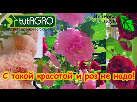 ЭТОТ КРАСИВЫЙ МНОГОЛЕТНИК ЗАТМИТ РОЗЫ! СЕЙТЕ ЕГО ПРЯМО В ГРУНТ! Его полюбили многие садоводы. ЭТОТ КРАСИВЫЙ МНОГОЛЕТНИК ЗАТМИТ РОЗЫ! СЕЙТЕ ЕГО ПРЯМО В ГРУНТ! Его полюбили многие садоводы.