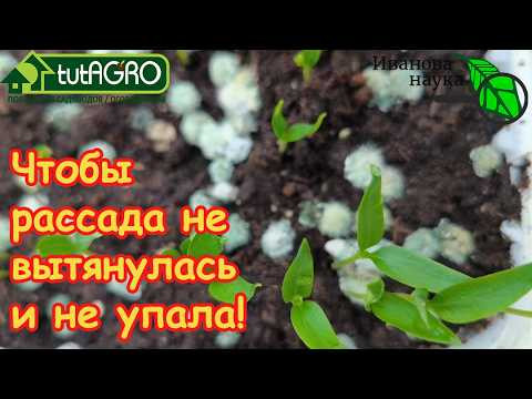 Семена взошли: 5 обязательных шагов что дальше. Поэтапный план ухода, чтобы рассада не погибла. Семена взошли: 5 обязательных шагов что дальше. Поэтапный план ухода, чтобы рассада не погибла.