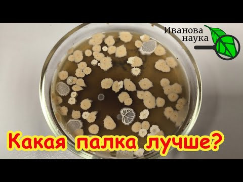 ЧЬЯ ПАЛКА ЛУЧШЕ? Вся ПРАВДА о СЕННОЙ ПАЛОЧКЕ! Где взять самую лучшую палочку. Смотреть до конца! ЧЬЯ ПАЛКА ЛУЧШЕ? Вся ПРАВДА о СЕННОЙ ПАЛОЧКЕ! Где взять самую лучшую палочку. Смотреть до конца!