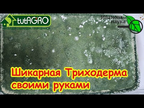 ТРИХОДЕРМА СВОИМИ РУКАМИ - самая лучшая! Какая триходерма растет лучше всех? Выращивание триходермы. ТРИХОДЕРМА СВОИМИ РУКАМИ - самая лучшая! Какая триходерма растет лучше всех? Выращивание триходермы.